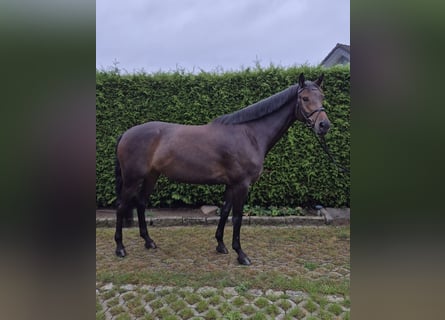 German Sport Horse, Mare, 6 years, 16.1 hh, Bay-Dark