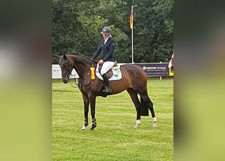 German Sport Horse, Mare, 6 years, 16,1 hh, Brown