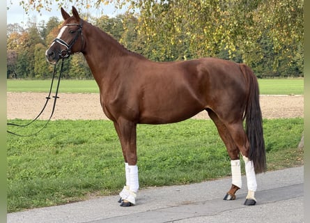 German Sport Horse, Mare, 6 years, 16.1 hh, Chestnut-Red
