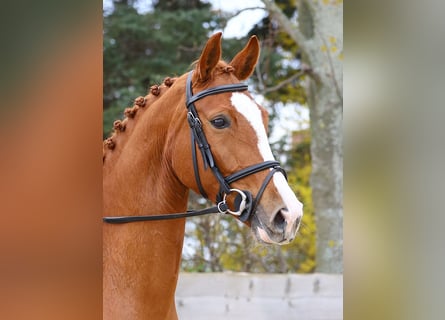 German Sport Horse, Mare, 6 years, 16.1 hh, Chestnut-Red