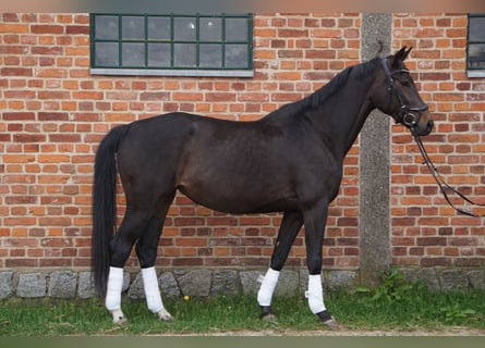 German Sport Horse, Mare, 6 years, 16.2 hh, Bay-Dark