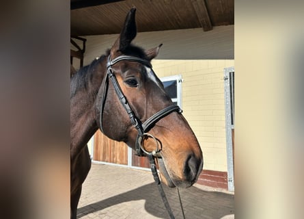 German Sport Horse, Mare, 6 years, 16,2 hh, Bay-Dark