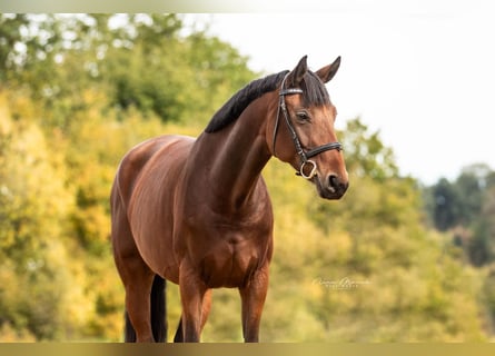 German Sport Horse, Mare, 6 years, 16,2 hh, Brown