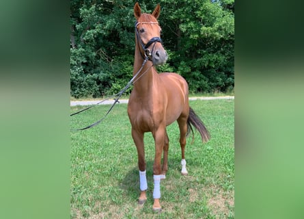 German Sport Horse, Mare, 6 years, 16.2 hh, Chestnut-Red