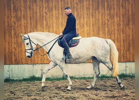 German Sport Horse, Mare, 6 years, 16.2 hh, Gray