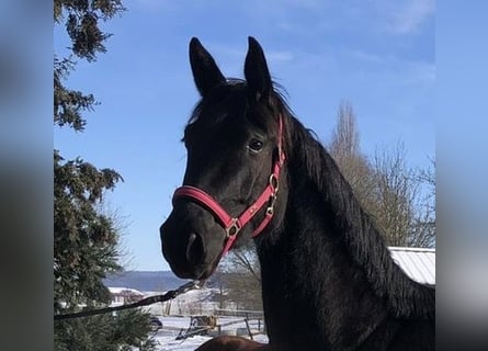 German Sport Horse, Mare, 6 years, 16.3 hh, Black