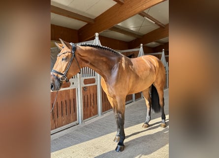 German Sport Horse, Mare, 6 years, 16.3 hh, Brown
