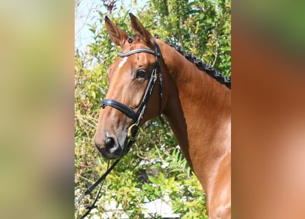 Deutsches Sportpferd, Stute, 6 Jahre, 16,3 hh, Brauner