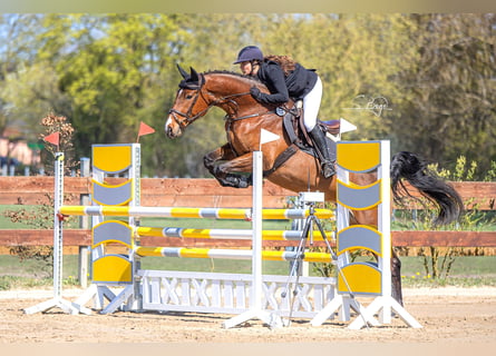 German Sport Horse, Mare, 6 years, 16.3 hh, Brown