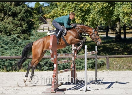 German Sport Horse, Mare, 6 years, 16.3 hh, Brown