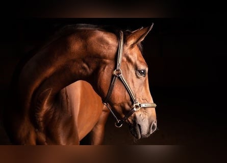 German Sport Horse, Mare, 6 years, 16.3 hh, Chestnut