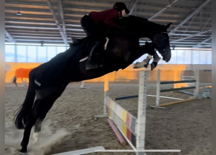 German Sport Horse, Mare, 6 years, 16.3 hh, Smoky-Black