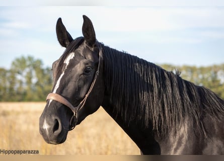 German Sport Horse, Mare, 6 years, 16 hh, Black