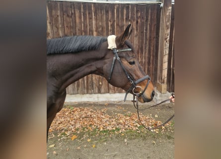 German Sport Horse, Mare, 6 years, 16 hh, Brown