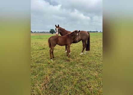 German Sport Horse, Mare, 6 years, 16 hh, Chestnut-Red