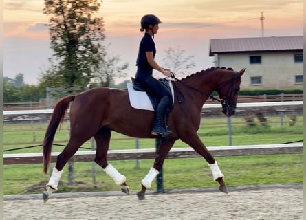 German Sport Horse, Mare, 6 years, 16 hh, Chestnut-Red