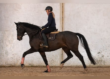 German Sport Horse, Mare, 6 years, 16,1 hh, Bay-Dark