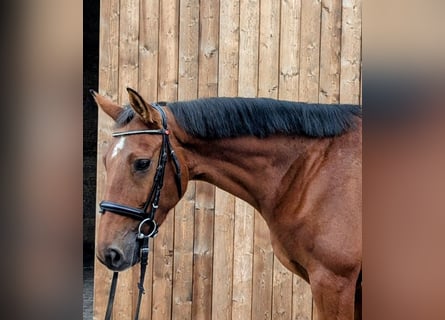 German Sport Horse, Mare, 6 years, 16,1 hh, Brown