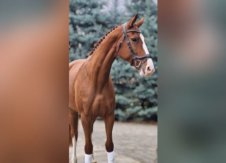 German Sport Horse, Mare, 6 years, 16,1 hh