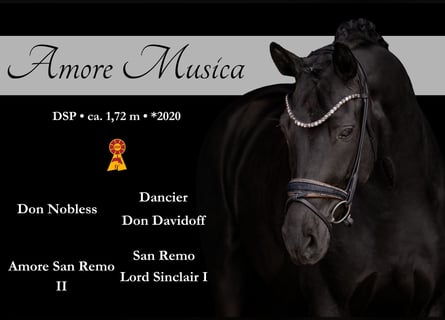 German Sport Horse, Mare, 6 years, 16,2 hh, Black