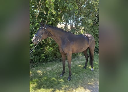 German Sport Horse, Mare, 6 years, 16,2 hh, Black