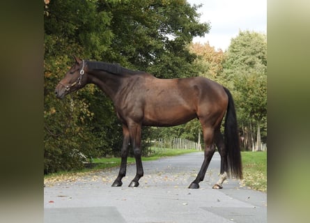 German Sport Horse, Mare, 6 years, 16,3 hh, Brown