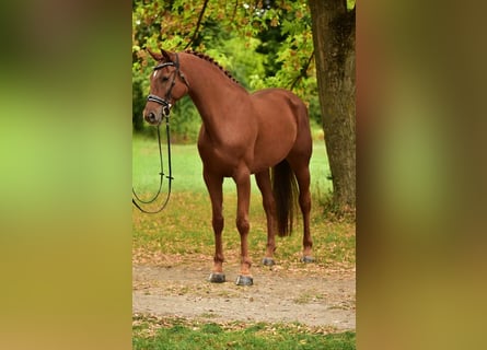 German Sport Horse, Mare, 6 years, 16,3 hh, Chestnut