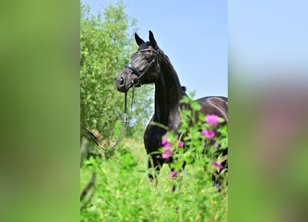 German Sport Horse, Mare, 6 years, 17 hh, Black