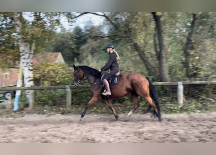 Deutsches Sportpferd, Stute, 6 Jahre, 17 hh, Brauner