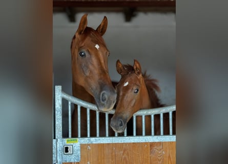 German Sport Horse, Mare, 6 years, 17 hh, Chestnut-Red
