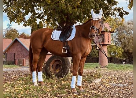 German Sport Horse, Mare, 6 years, 17 hh, Chestnut-Red