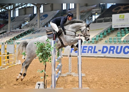 German Sport Horse, Mare, 6 years, 17 hh, Gray