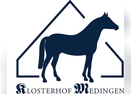 German Sport Horse, Mare, 6 years, Chestnut-Red