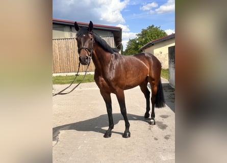 German Sport Horse, Mare, 7 years, 16.1 hh, Bay-Dark