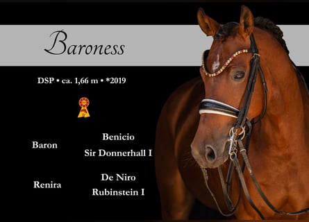 German Sport Horse, Mare, 7 years, 16.1 hh, Brown