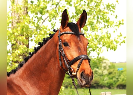 German Sport Horse, Mare, 7 years, 16.1 hh, Brown