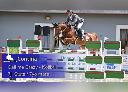 German Sport Horse, Mare, 7 years, 16.1 hh, Chestnut