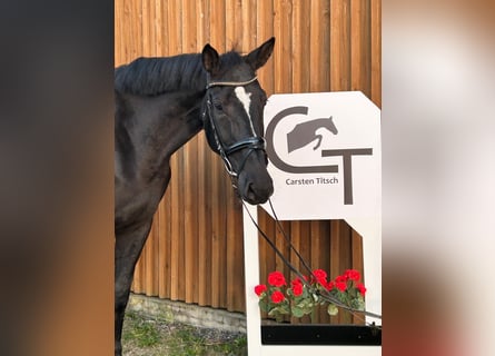 German Sport Horse, Mare, 7 years, 16,2 hh, Black