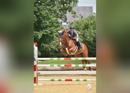 German Sport Horse, Mare, 7 years, 16.2 hh, Chestnut-Red