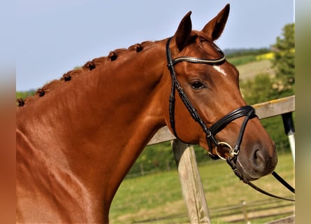 German Sport Horse, Mare, 7 years, 16.2 hh, Chestnut-Red