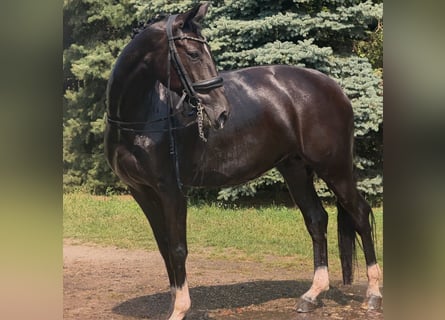 German Sport Horse, Mare, 7 years, 16.3 hh, Black