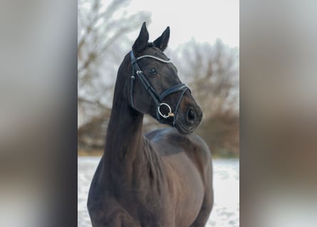German Sport Horse, Mare, 7 years, 16 hh, Bay-Dark