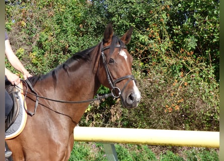German Sport Horse, Mare, 7 years, 16 hh, Brown