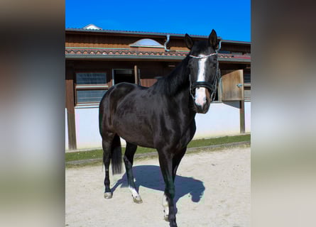German Sport Horse, Mare, 7 years, 16,1 hh, Black