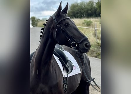 German Sport Horse, Mare, 7 years, 16,2 hh, Black