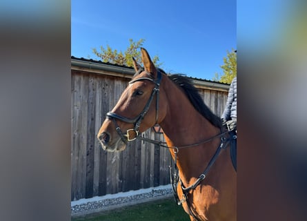 German Sport Horse, Mare, 7 years, 16,2 hh, Brown