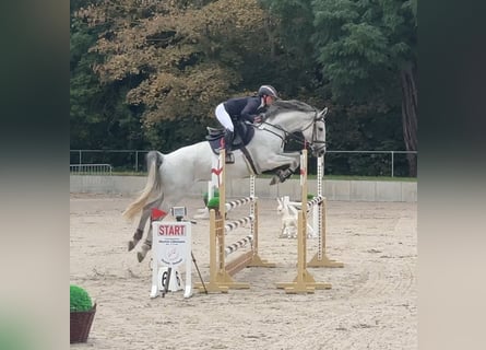 German Sport Horse, Mare, 7 years, 16,2 hh, Grey