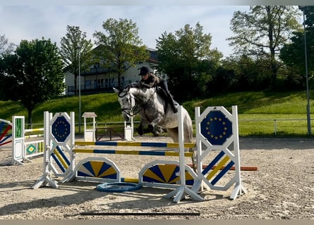 German Sport Horse, Mare, 7 years, 17.2 hh, Gray