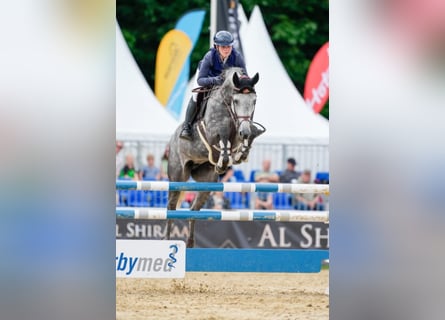 German Sport Horse, Mare, 7 years, 17,2 hh, Grey