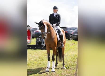 German Sport Horse, Mare, 8 years, 16.1 hh, Brown